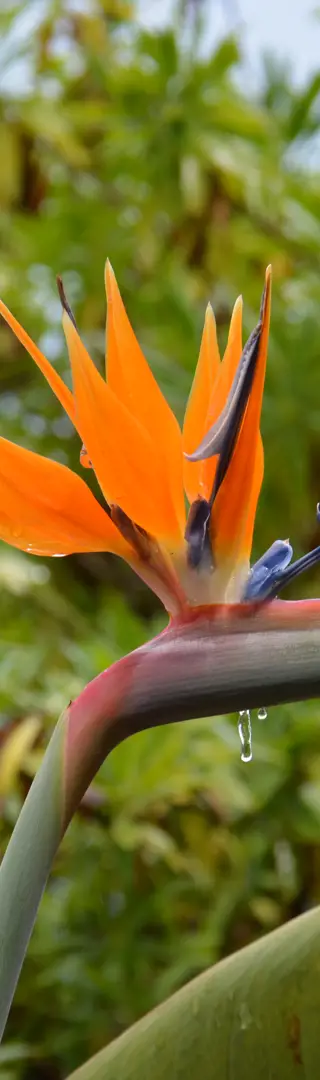 Madeira – die Garteninsel
